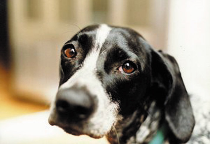  Floridia. Per chi adotta un cane, il Comune ha pronto un contributo annuo di 400 euro: "iniziativa dal doppio scopo"