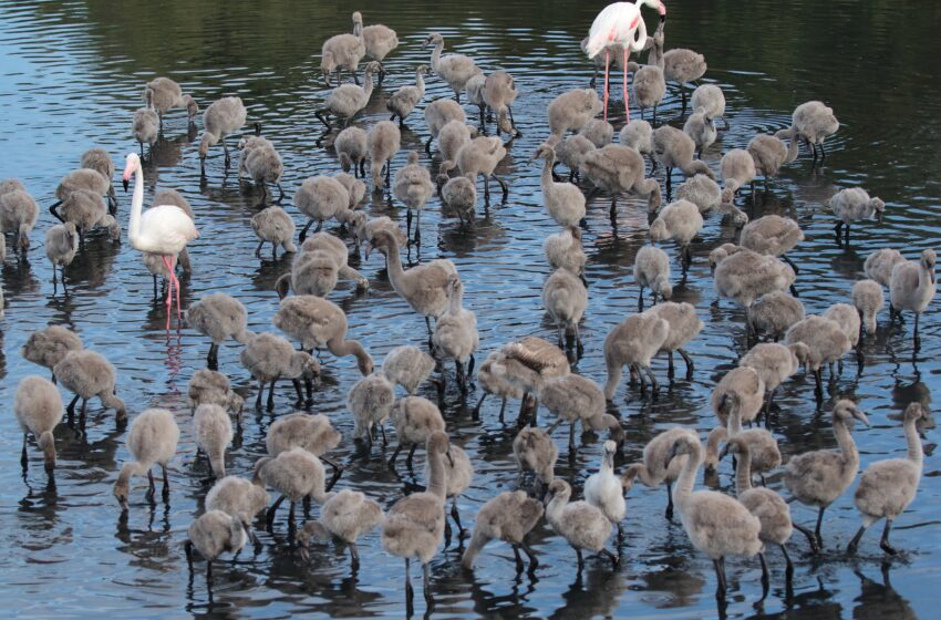  Fenicotteri rosa alla Riserva Saline di Priolo: 104 inanellati, adesso sarà possibile seguirne i viaggi