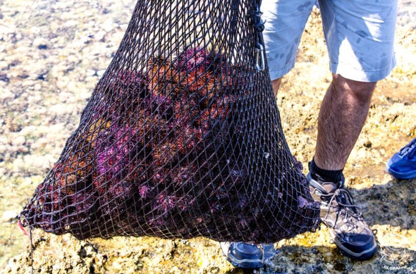  Oltre mille e 200 ricci di mare: pescatori di frodo sorpresi a Brucoli, scatta la sanzione