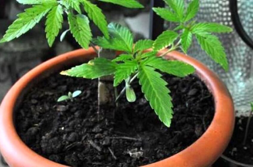  Siracusa. Controlli antidroga, denunciati in due: piante di cannabis in casa