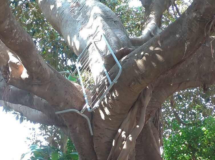  Siracusa. E la transenna finisce in cima ad un albero a Villetta Aretusa