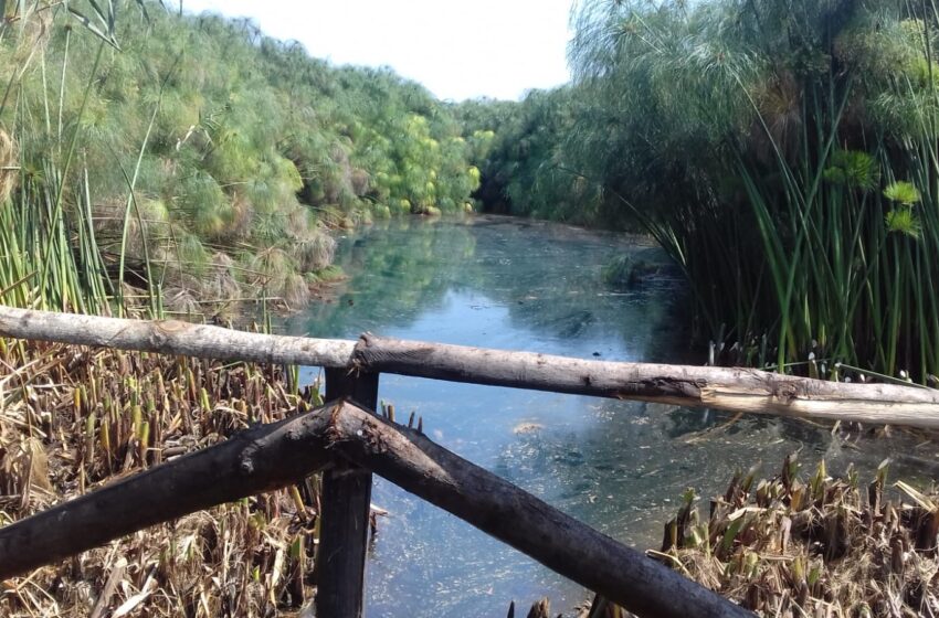  Siracusa. Piccoli segnali di attenzione per la riserva Ciane-Saline