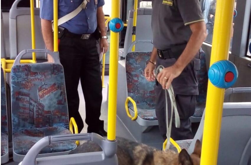  Scuole Sicure, carabinieri con cani antidroga sui bus: trovate 12 dosi