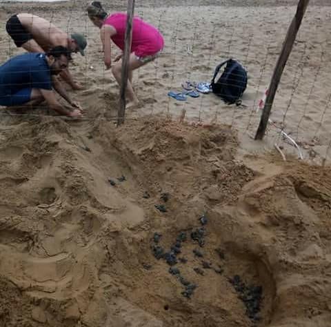  Schiusa delle tartarughe "Caretta Caretta" sulla spiaggia: spettacolo a Vendicari