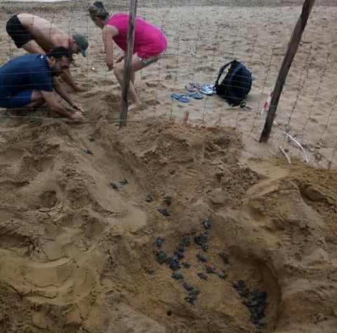 Schiusa delle tartarughe "Caretta Caretta" sulla spiaggia: spettacolo a Vendicari