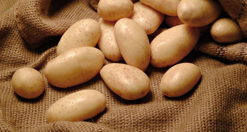  Agricoltura. Dopo i danni delle piogge, in ripresa la produzione delle patate novelle