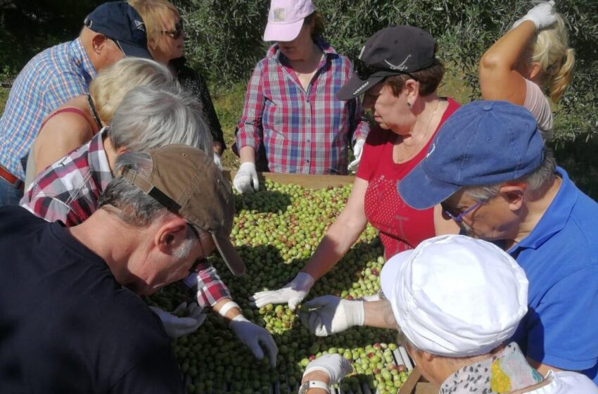  I tedeschi scoprono l'olio degli iblei e Ferla inventa il turismo per le olive