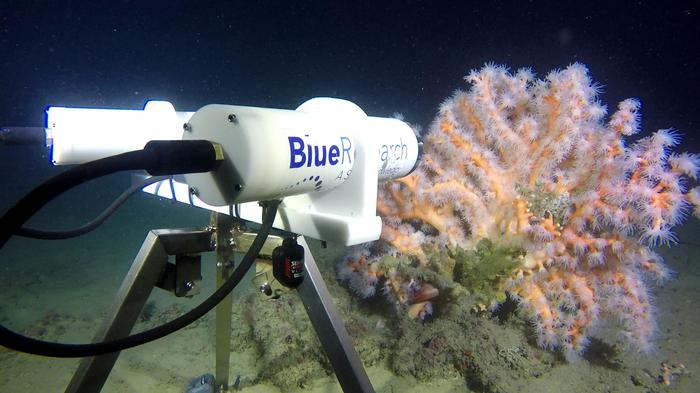  Siracusa. Progetto scientifico a 70 metri di profondità: si studia il corallo siciliano