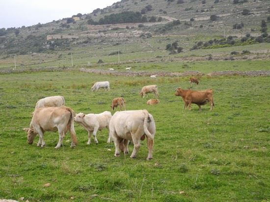  Controlli negli allevamenti di bovini: “Numerosi illeciti scoperti, incluso il riciclaggio”