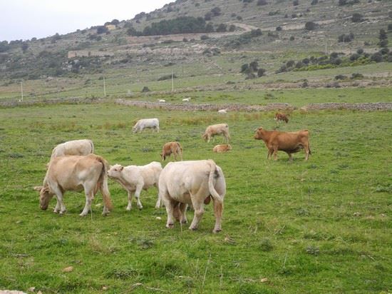  Noto. Bovini al pascolo: 13 mila euro di multa all’azienda proprietaria