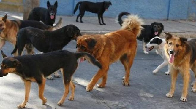  Siracusa. Cani vaganti, due ambulatori veterinari dell’Asp per le sterilizzazioni