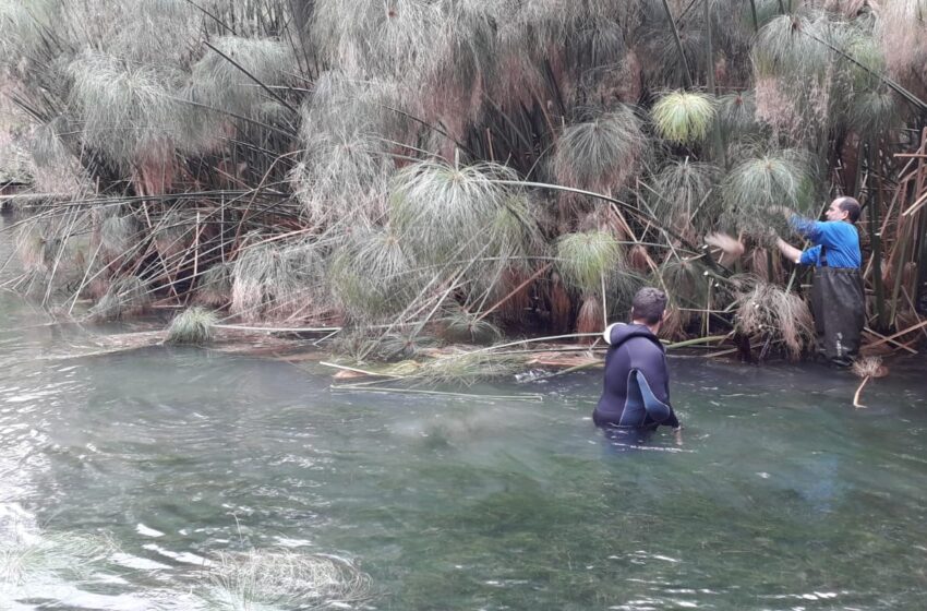  Siracusa. Ripulita Fontana Aretusa: alghe, papiro e scambio acque. Ora tutto è ok