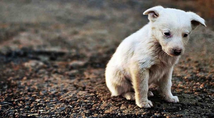  Siracusa. Randagismo, approvato il Regolamento sulla tutela degli animali