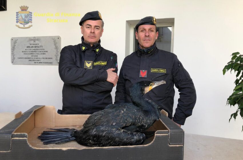  Cormorano ferito salvato sulla spiaggia di San Lorenzo dalla Guardia di Finanza