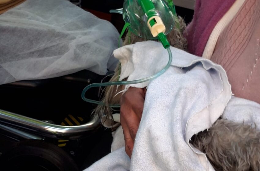  La storia di Celestino, salvato da un incendio: per il cagnolino ossigeno in ambulanza