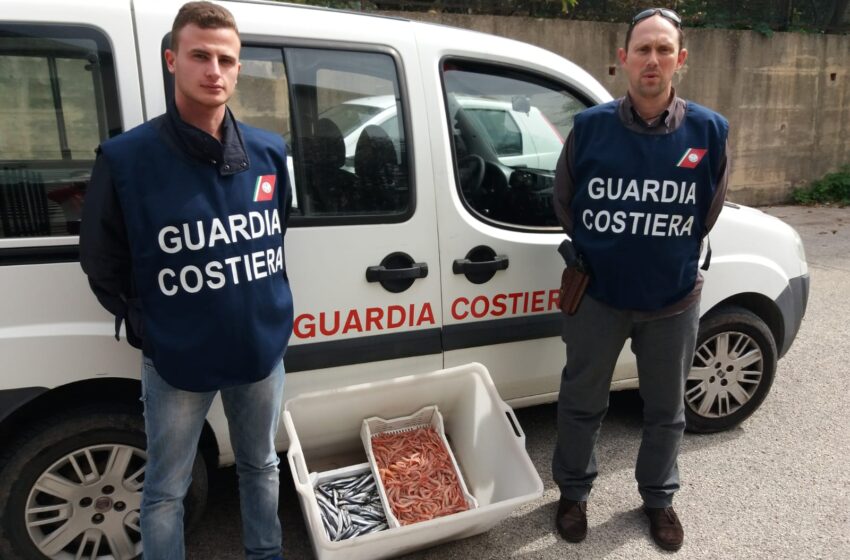  Operazione Fao 27, la Guardia Costiera sequestra pescato anche nel siracusano