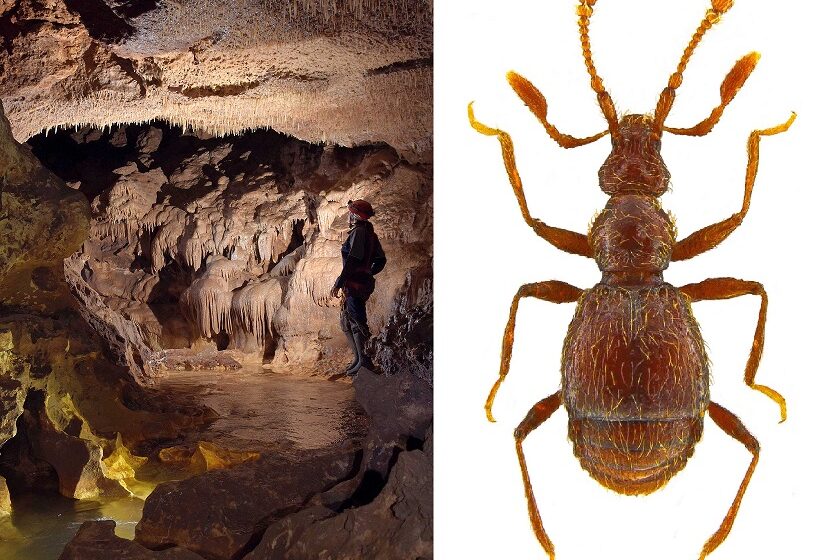  Sorpresa a Melilli: nella grotta Villasmundo scoperta nuova specie di coleottero