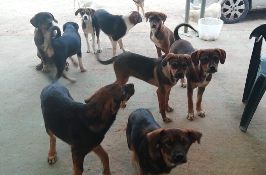  Siracusa. Circolo nautico “invaso” dai cani randagi: “Costretti a chiudere”