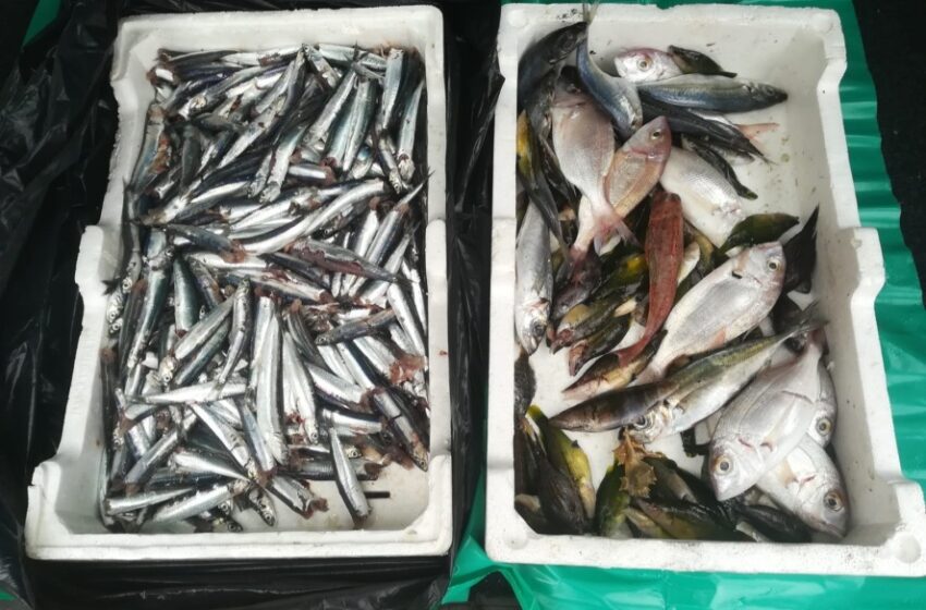  Imprese siciliane della pesca, finalmente si sbloccano gli aiuti regionali: 15 milioni