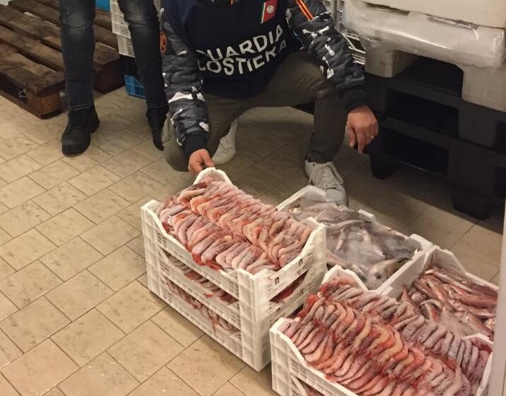  Sequestrati 10kg di pescato in vendita ad Avola: gamberi e calamari donati in beneficenza