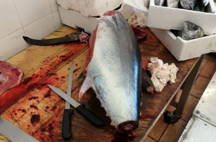  Avola. Tonno rosso in vendita in pescheria senza tracciabilità: sequestrati 3 esemplari