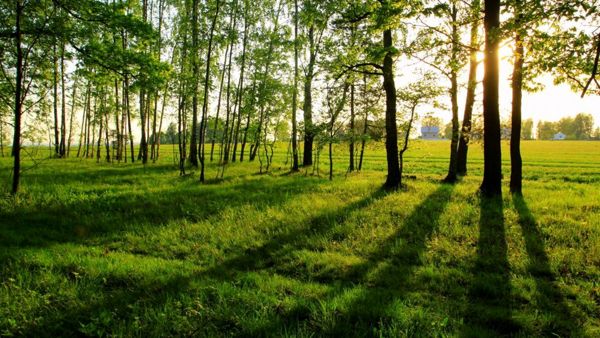  Siracusa vuole diventare una “green city”: alberi e foreste urbane per il clima