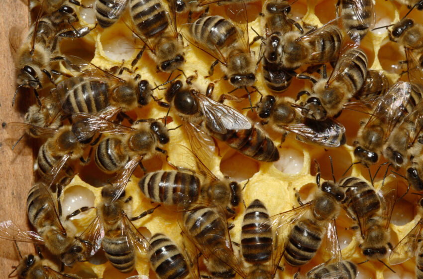  Siracusa. Sempre più numerose “invasioni” di api e vespe in villette private: “Ecco cosa fare”