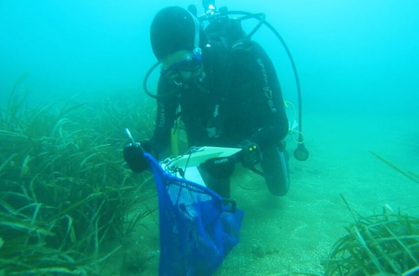  Trapianto di posidonia nel golfo di Augusta, tornano in acqua i sub coordinati da Ispra