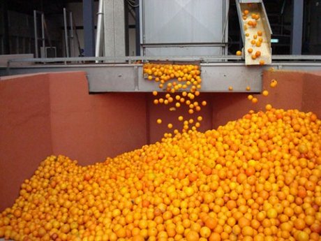  Scarti di arance destinati ad azienda agricola: sequestrati, non idonei al consumo animale