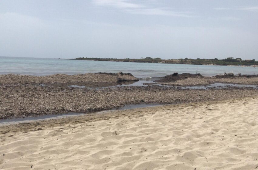  Siracusa. Posidonia in spiaggia a Fontane Bianche, arriva l’ok per lo spostamento