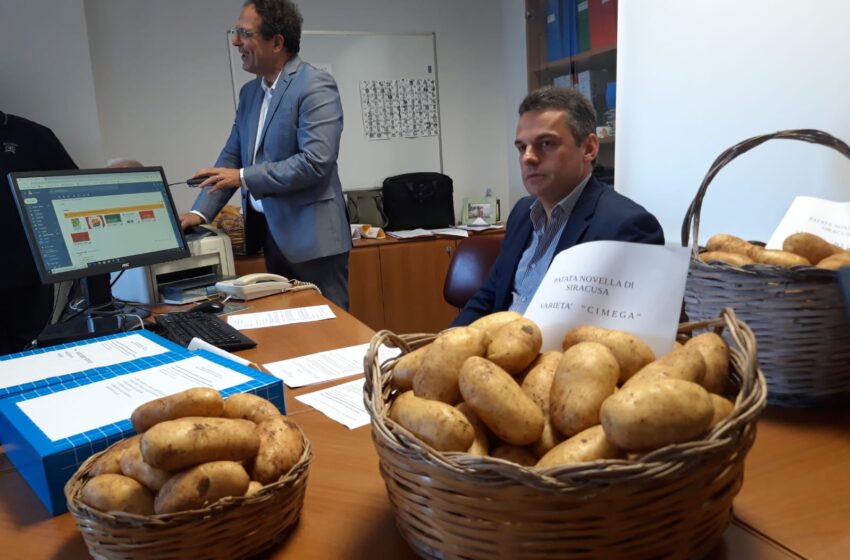 Siracusa. La Patata Novella diventa Dop: pronti disciplinare e logo