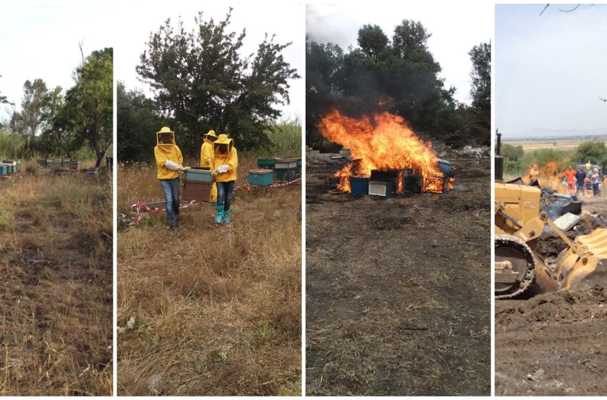  Emergenza Aethina Tumida, distrutti 91 alveari con migliaia di api all’interno