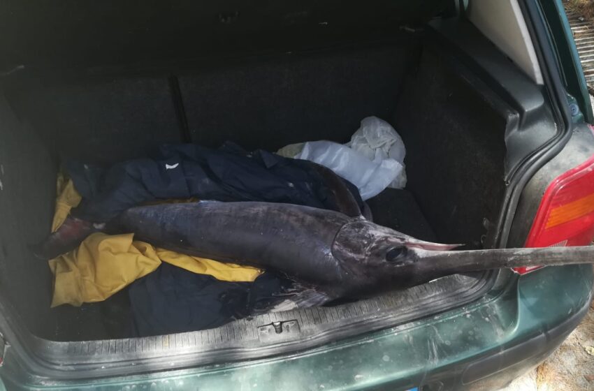  Pesce spada nel cofano dell’auto: deferito e multato pescatore di Augusta