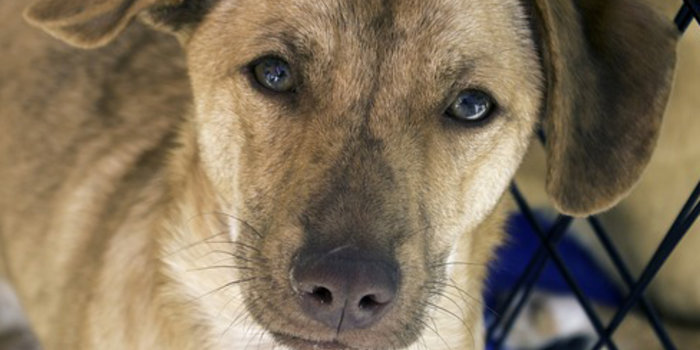 Priolo. Nuovo regolamento per le adozioni di cani randagi: contributi per le famiglie