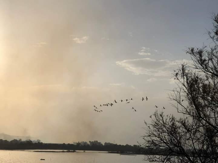  Paura per i fenicotteri rosa di Priolo: Saline distrutte dalle fiamme, i volatili in acqua