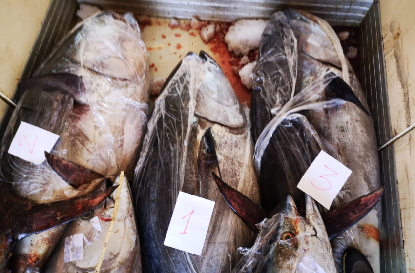  Chiusura della pesca sportiva del tonno rosso per il 2021, sanzioni per i trasgressori
