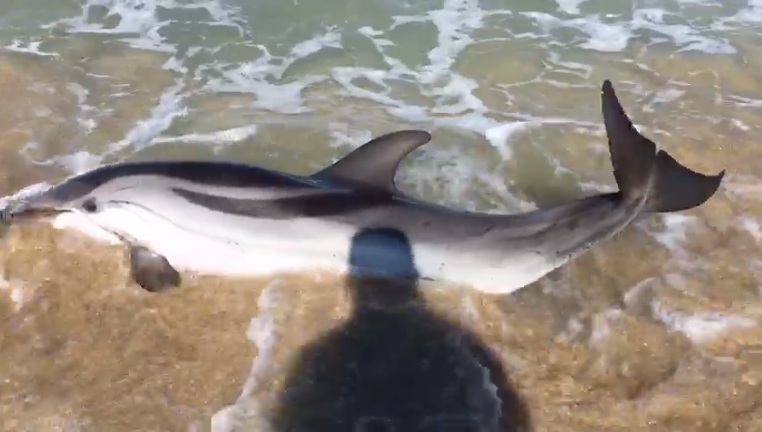  Priolo. Delfino spiaggiato salvato da tre bagnanti sul litorale priolese