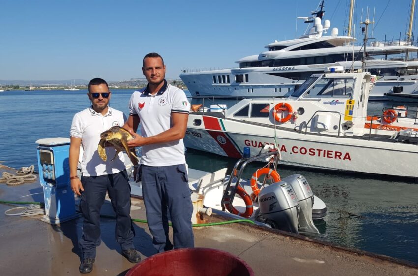  Siracusa. Tartaruga caretta caretta salvata dalla Guardia Costiera a Capo Murro di Porco