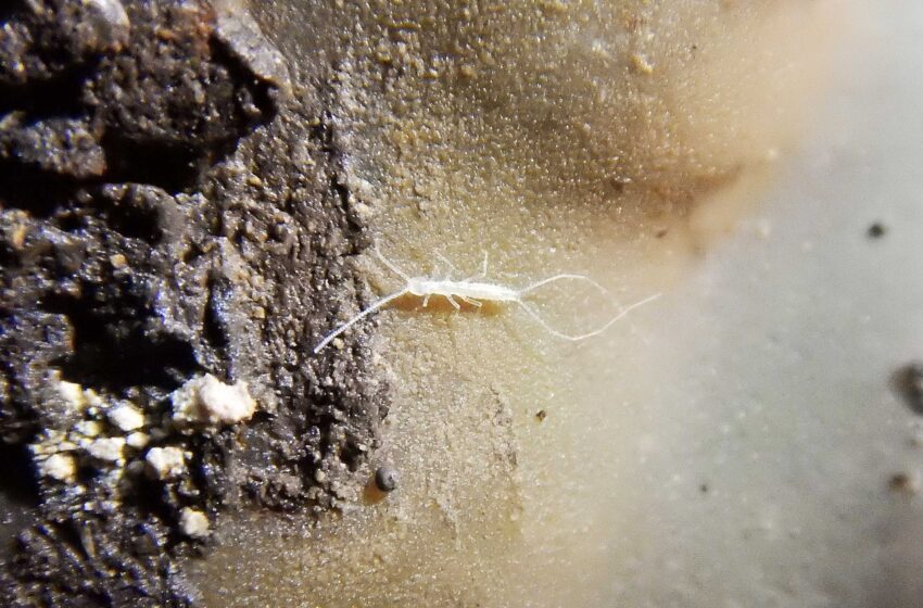  Nuova specie scientifica scoperta nella grotta Villasmundo: insetto cavernicolo senza occhi