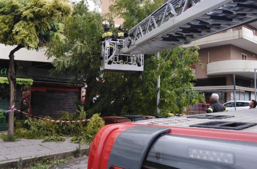  Siracusa. Gran lavoro per i Vigili del Fuoco: albero abbattuto dal vento a Necropoli Grotticelle