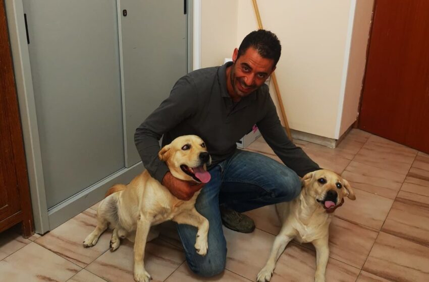  Siracusa. I cuccioli di Labrador smarriti in autostrada: “Ritrovato il proprietario”