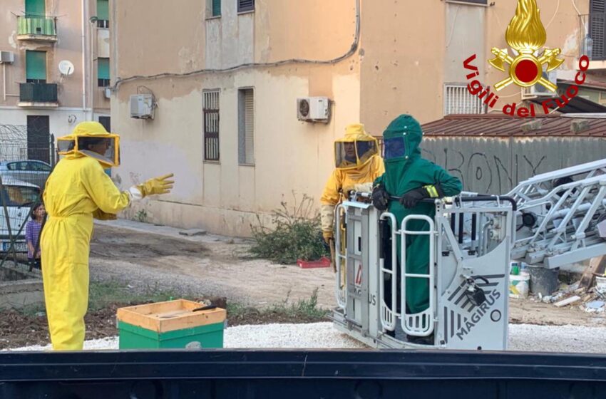  Siracusa. “Invasione” di api in via Costanzo, spettacolare intervento per recuperare il favo