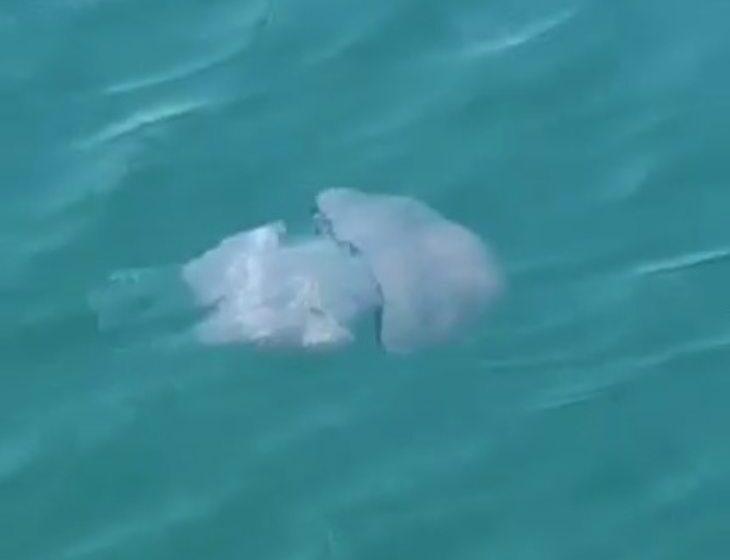  VIDEO. Super medusa nel Porto Grande: è il polmone di mare, comune nel Mediterraneo