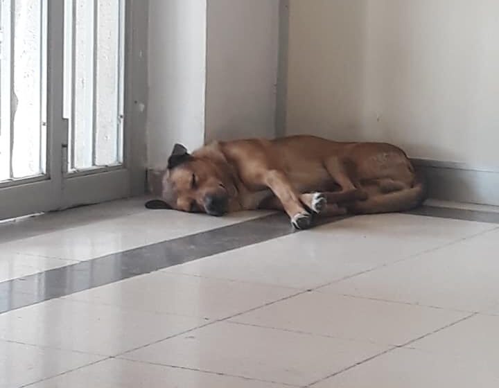  La storia di Rocky, il cucciolone che aspetta in ospedale il padrone che non c’è più