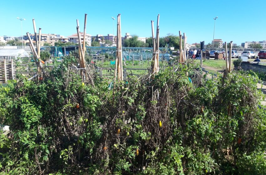  Siracusa. Il rilancio degli orti sociali, pulizia e nuove assegnazioni per i pollici verdi