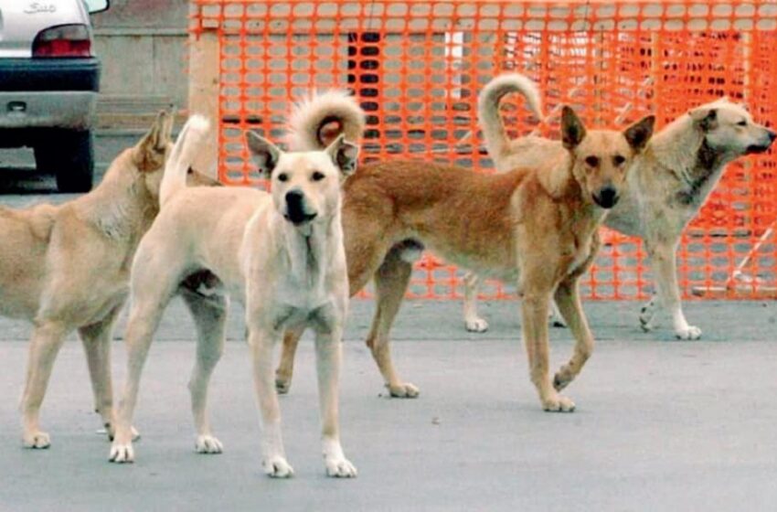  Cani avvelenati a Priolo, trovate le esche. Il sindaco: “Malvagità che ci turba”