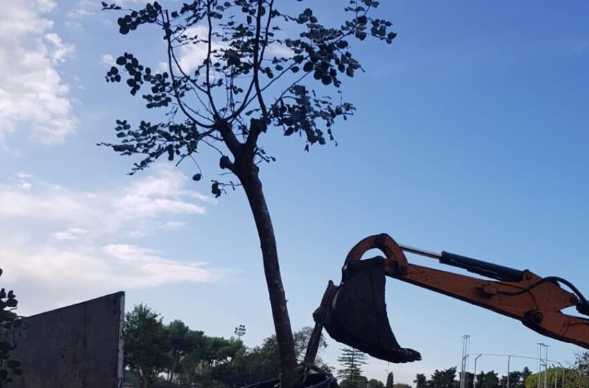  Siracusa. Alberi di Carrubo al campo scuola: sostituiscono il pino caduto tre anni fa