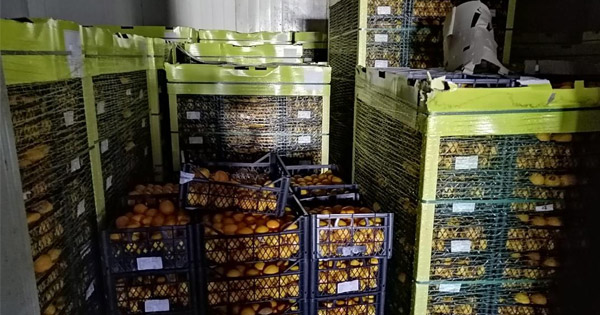  Siracusa. Maxi sequestro di limoni turchi: non adatti per il consumo