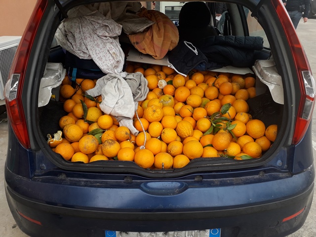  Ladri di agrumi in azione: 200 kg di arance in un'auto rubata, furto sventato