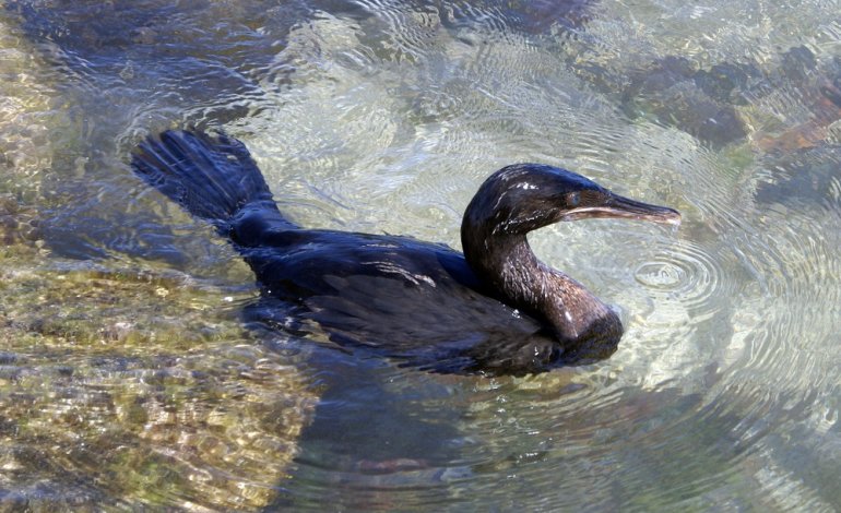  Siracusa. Il video del cormorano a pesca nelle acque di Ortigia